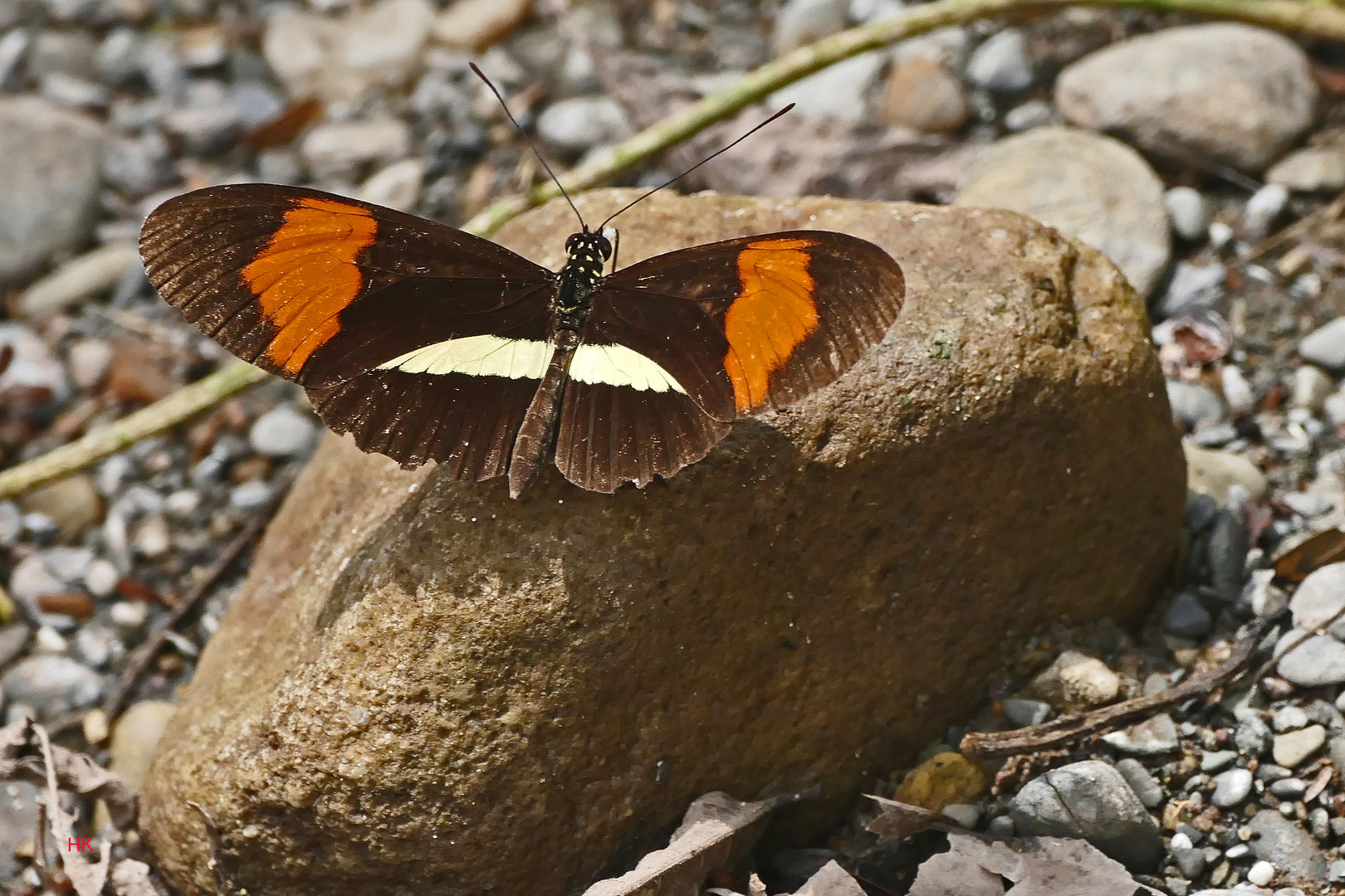 Tropischer Schmetterling "POSTMAN" - Heliconius melpomene rosina