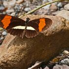 Tropischer Schmetterling "POSTMAN" - Heliconius melpomene rosina