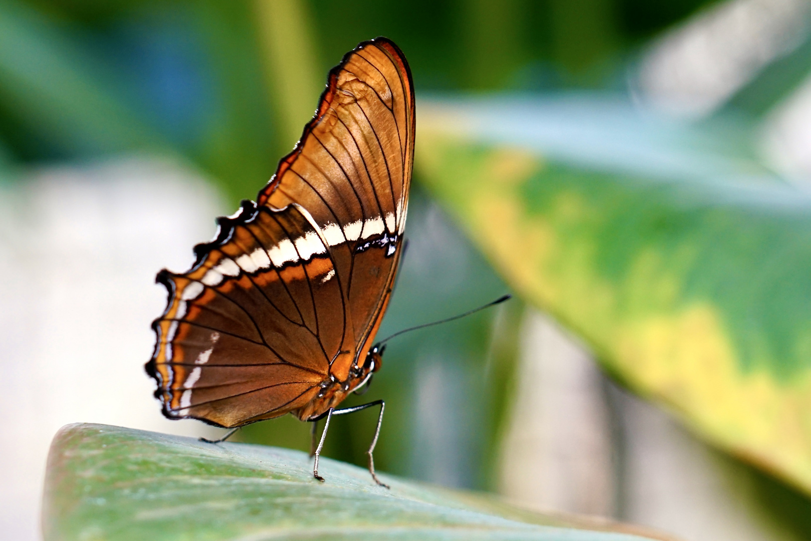 Tropischer Schmetterling -Schokoladenfalter, Siproeta epaphus.