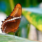 Tropischer Schmetterling -Schokoladenfalter, Siproeta epaphus.