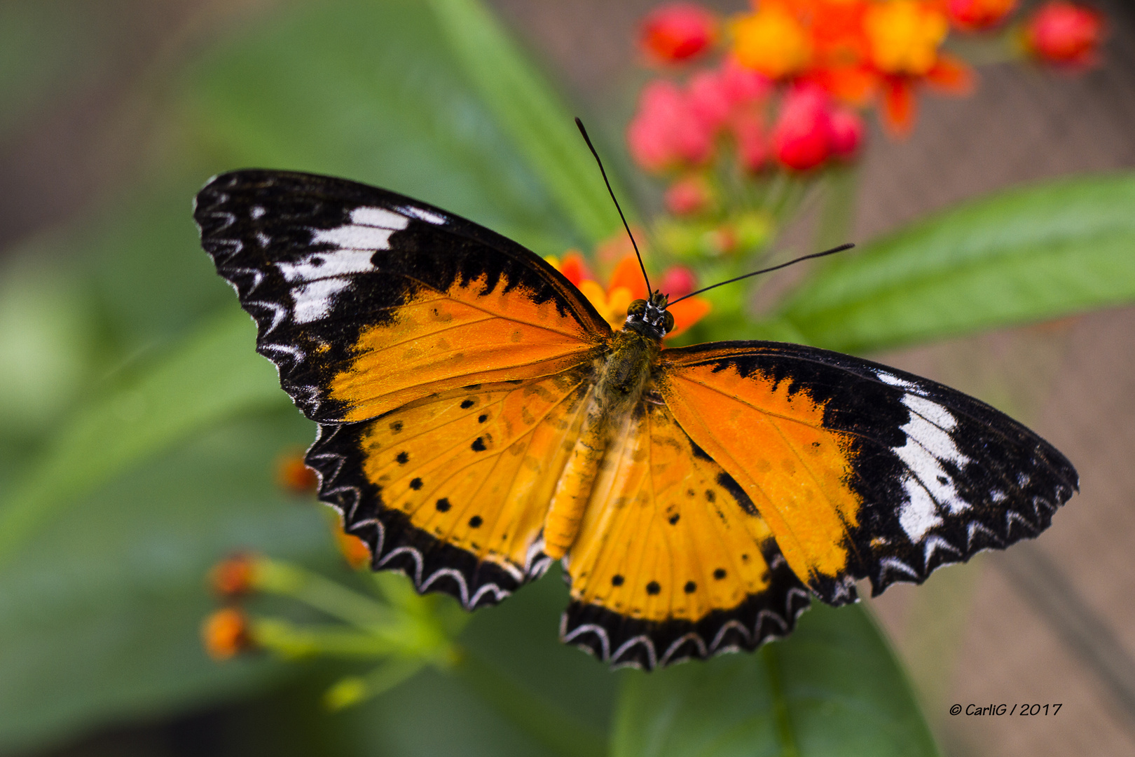 Tropischer Schmetterlinge IMG_0430 Foto & Bild | makro, natur, zoo
