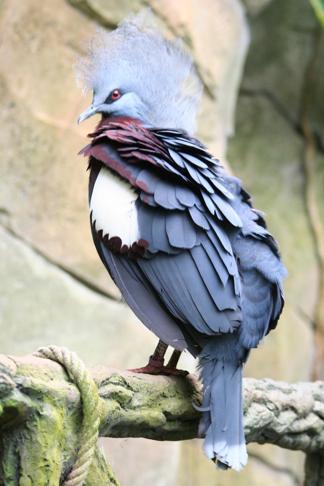 Tropischer Vogel von Dirk Heisterbach 