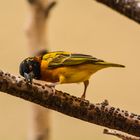 Tropischer Vogel im Frankfurter Zoo - mit Tamron 150-600