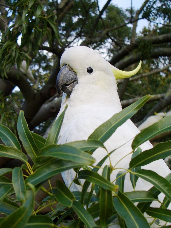 Tropischer Vogel im Stadtpark Sydney