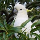 Tropischer Vogel im Stadtpark Sydney