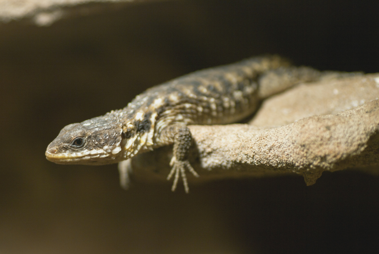 Tropischer Zwerg-Gürtelschweif - fotografiert im Neu-Ulmer Terrarium