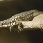 Tropischer Zwerg-Gürtelschweif - fotografiert im Neu-Ulmer Terrarium