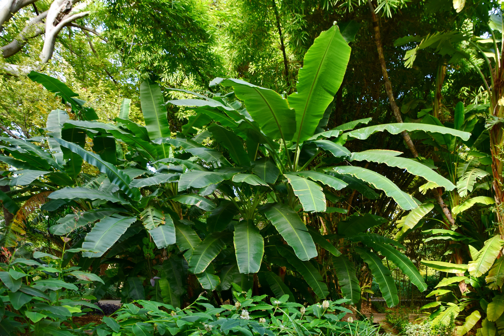 Tropisches Ambiente: Bananenbaum