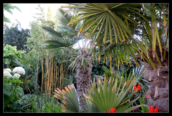 Tropisches Paradies Insel Hiddensee -Garden North Germany