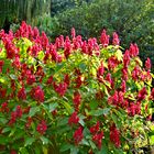 Tropisches Südamerika: Red Cloak Fackelbusch