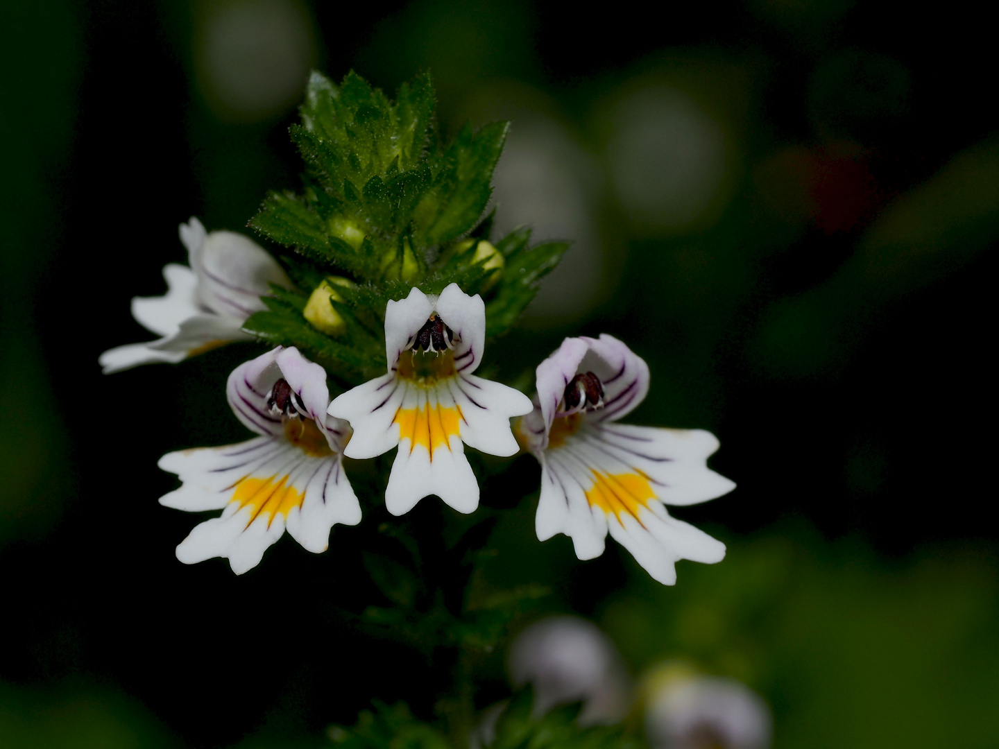 Trost für die Augen - ein Heilkraut ...