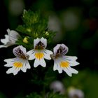 Trost für die Augen - ein Heilkraut ...