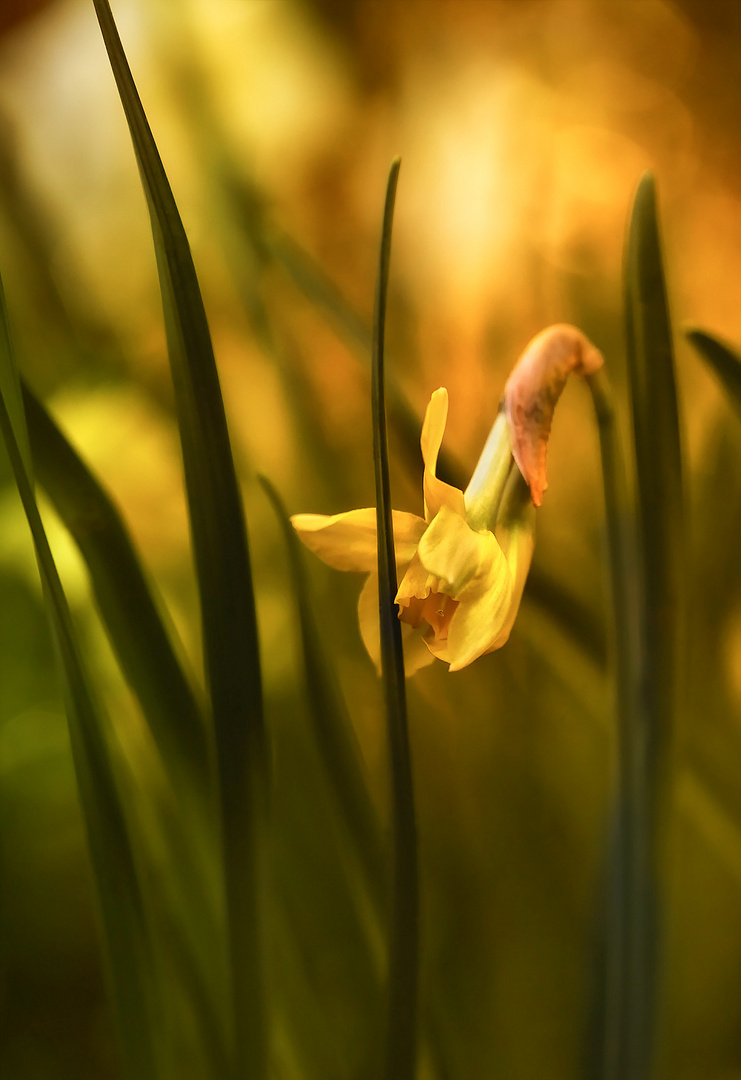 trostlos sind die gedanken ohne blumen ...