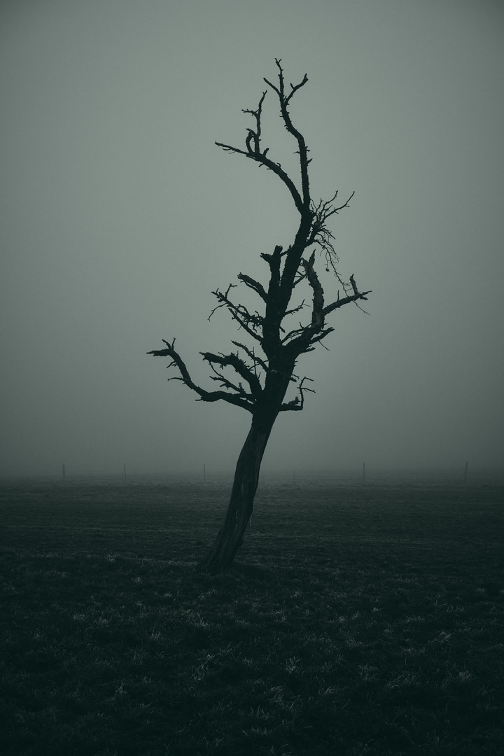 Trostloser Baum im Nebel