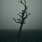 Trostloser Baum im Nebel