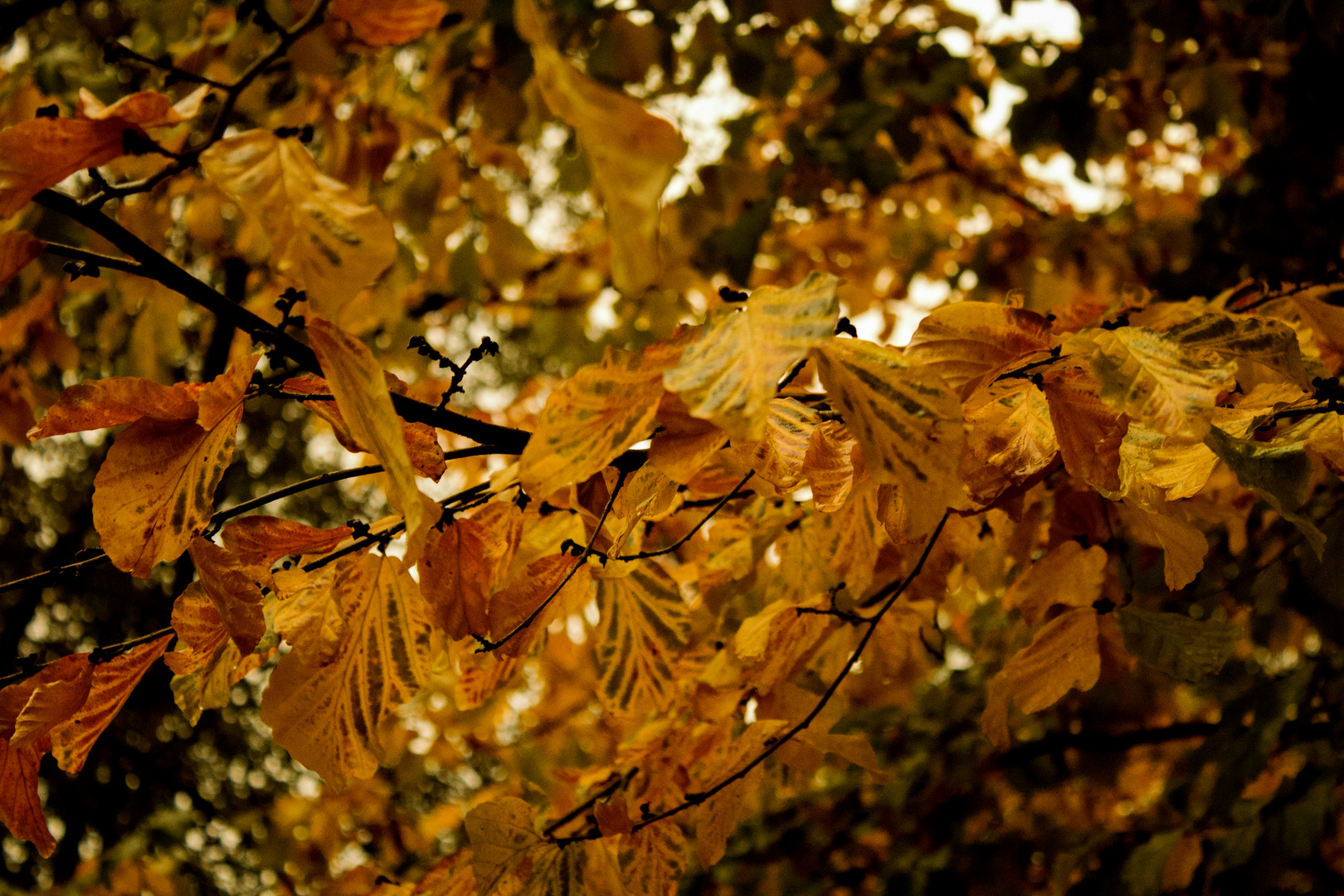 Trostloser Herbst