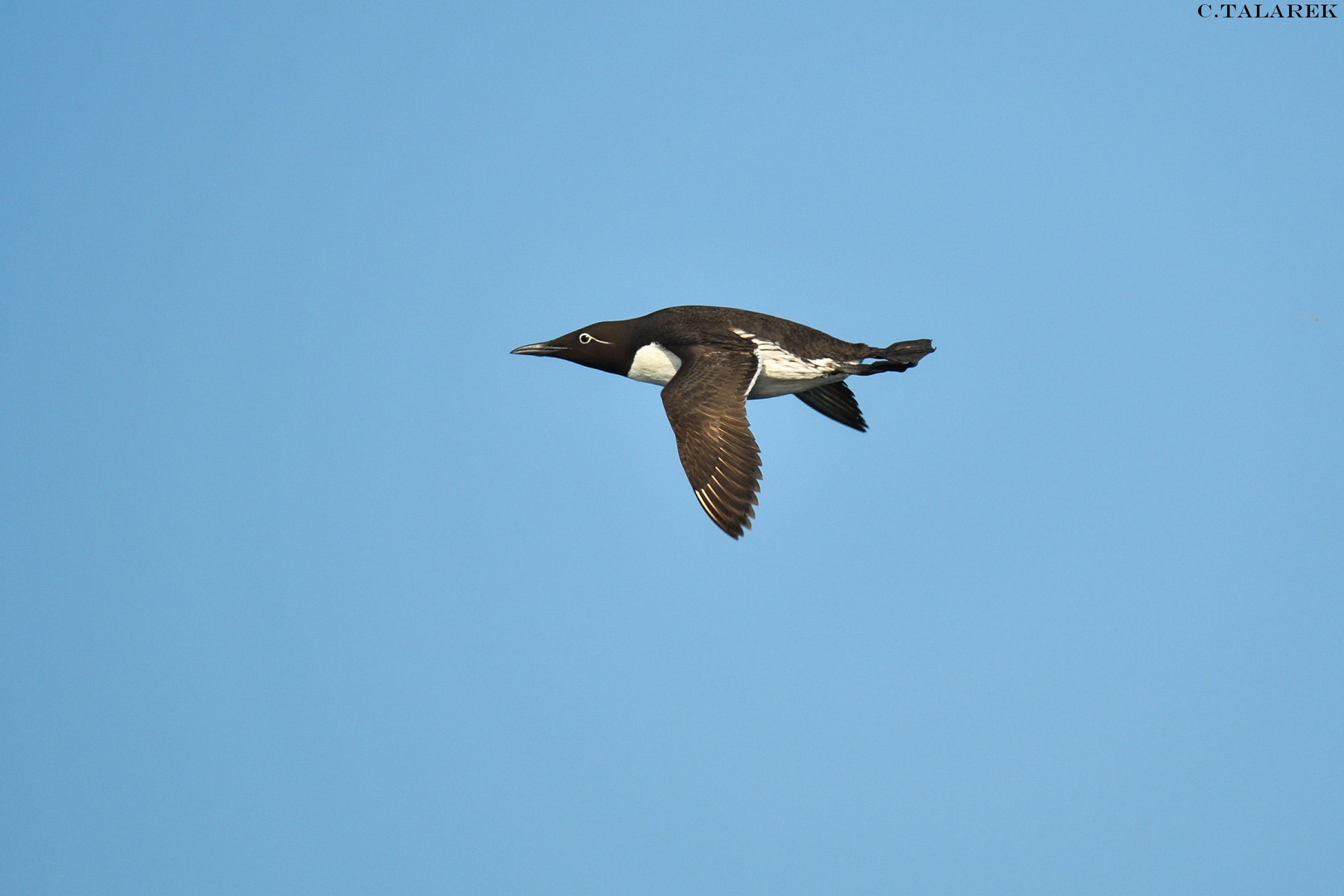 Trottellume im Flug 