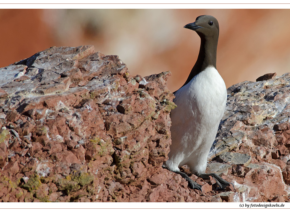 Trottellumme auf Helgoland