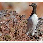 Trottellumme auf Helgoland