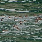 Trottellumme - Common Murre (Uria aalge inornata)