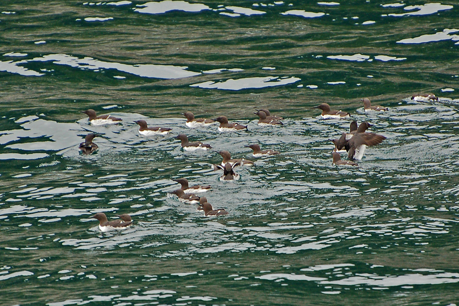 Trottellumme - Common Murre (Uria aalge inornata)