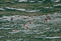 Trottellumme - Common Murre (Uria aalge inornata)