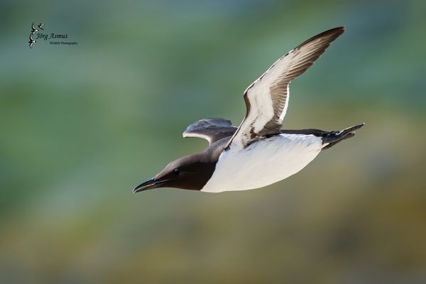 Trottellumme // Gotland