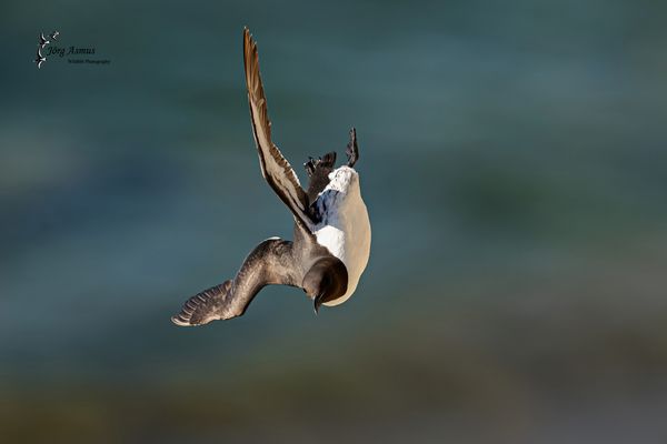 Trottellumme // Gotland