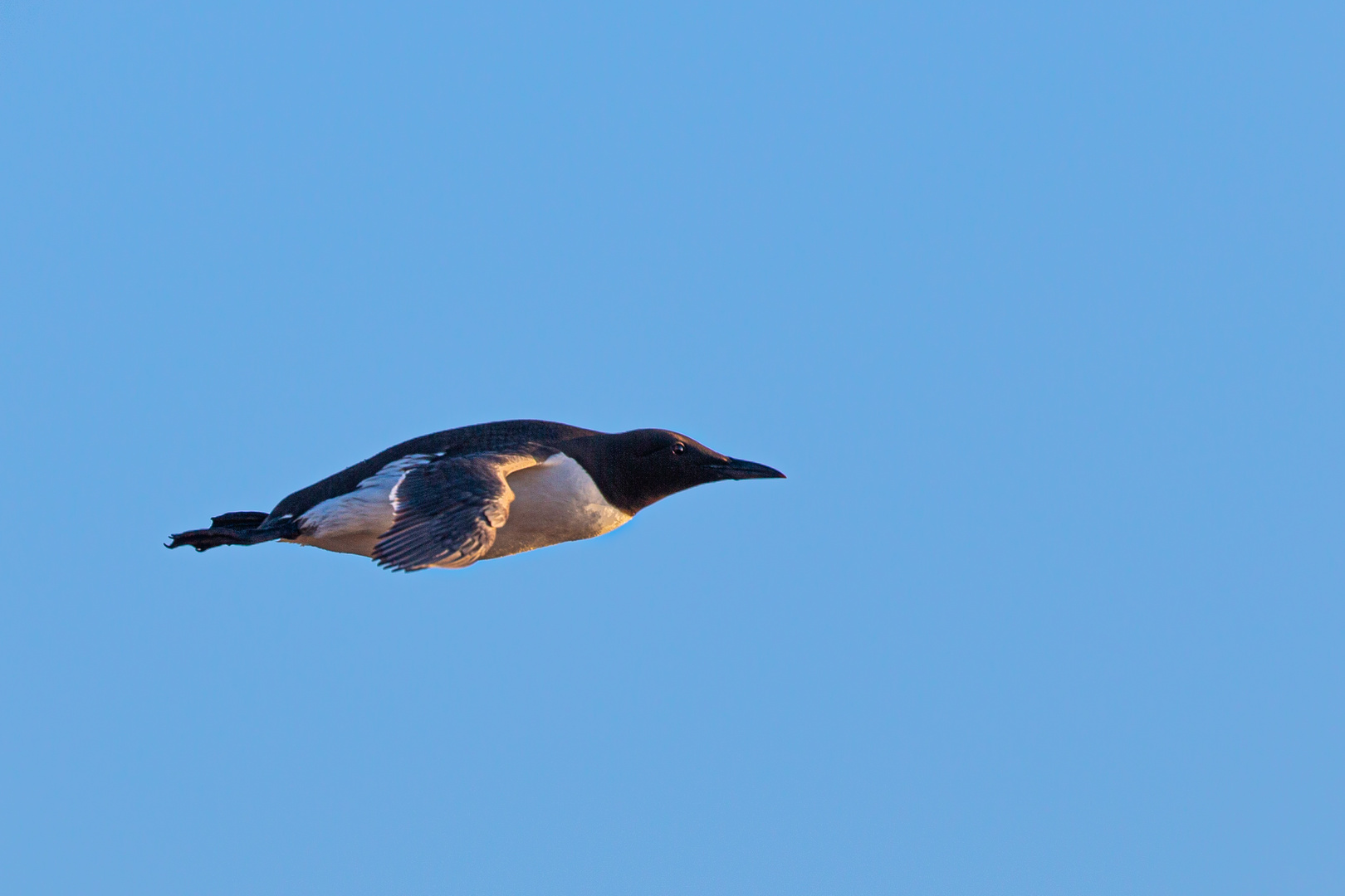 Trottellumme im Vorbeiflug