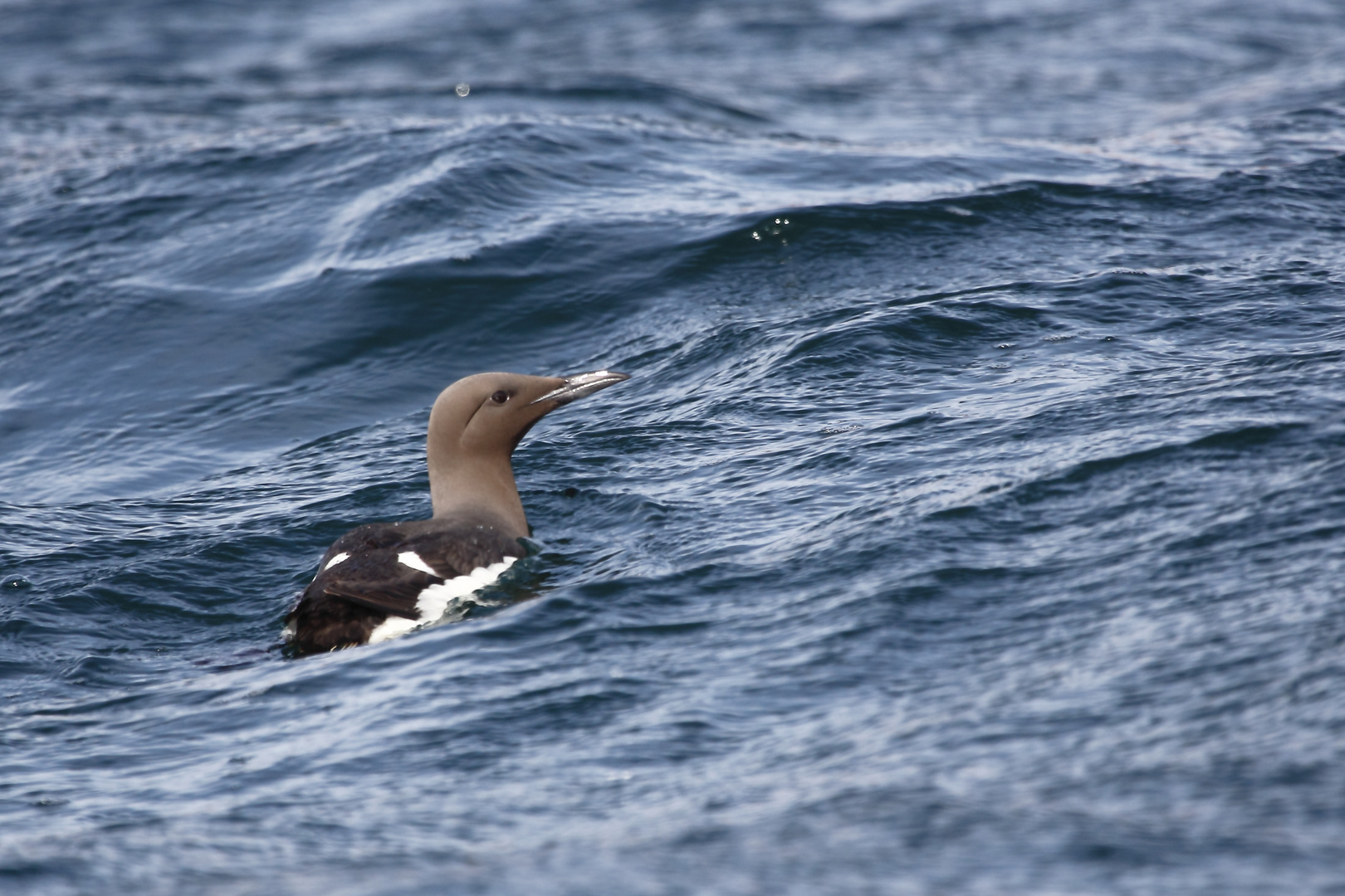 Trottellumme (Uria aalge) Helgoland 