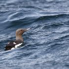 Trottellumme (Uria aalge) Helgoland 