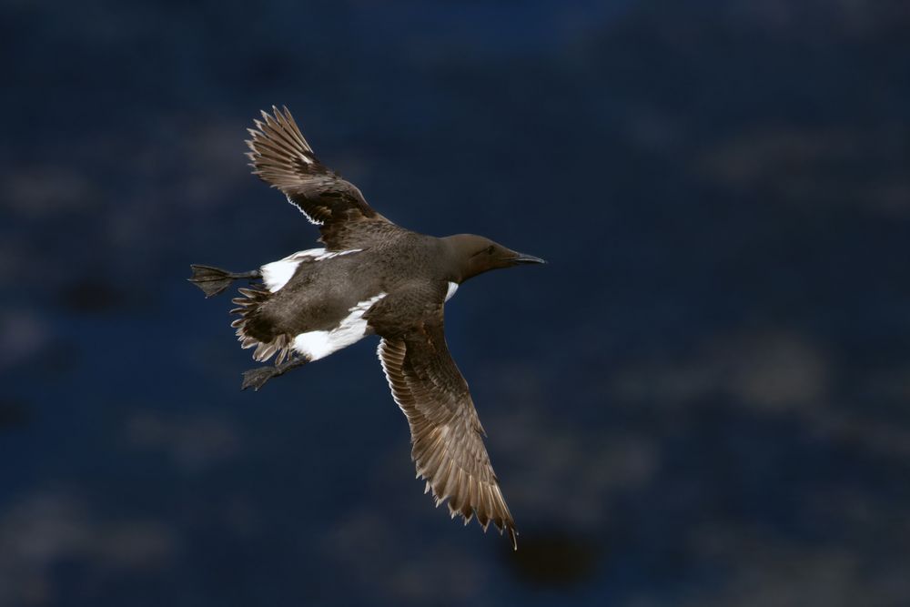 Trottellumme  (Uria aalge) im Anflug 