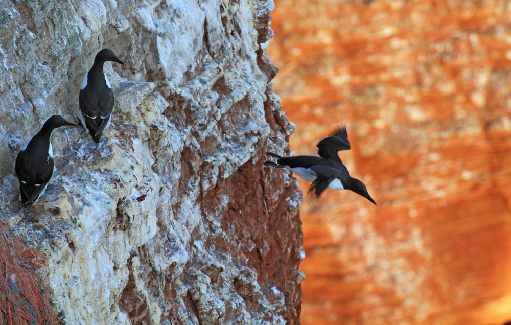 Trottellummel in dem Vogelfesl von Helgoland