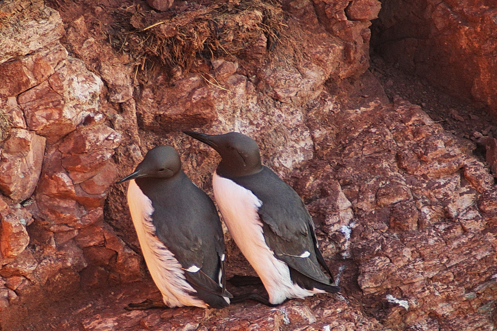 Trottellummen auf Helgoland