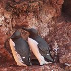 Trottellummen auf Helgoland