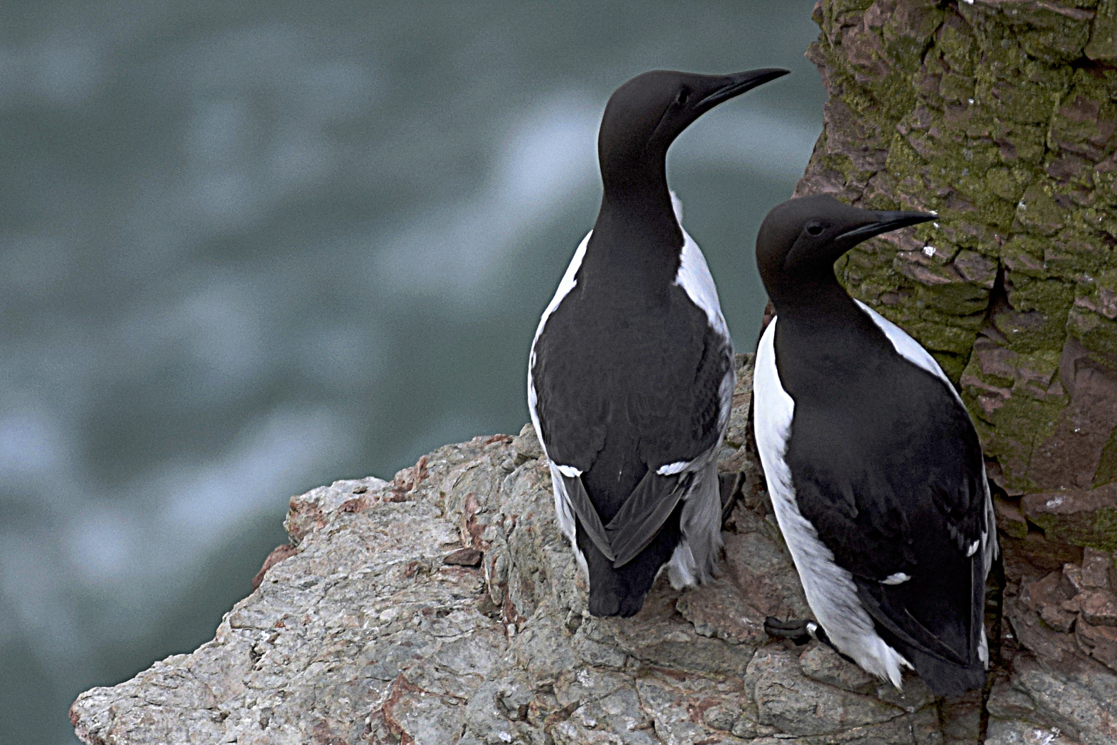 Trottellummen auf Helgoland