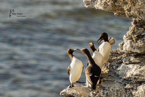 Trottellummen // Gotland