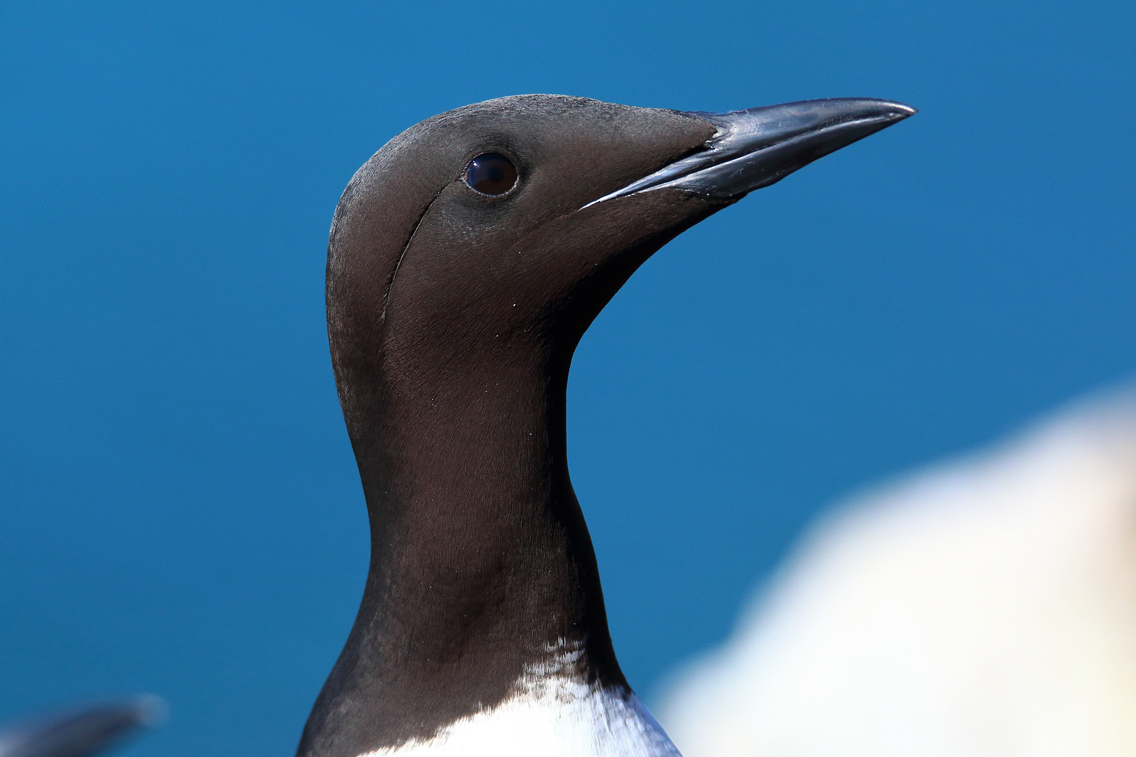 Trottellummen-Portrait