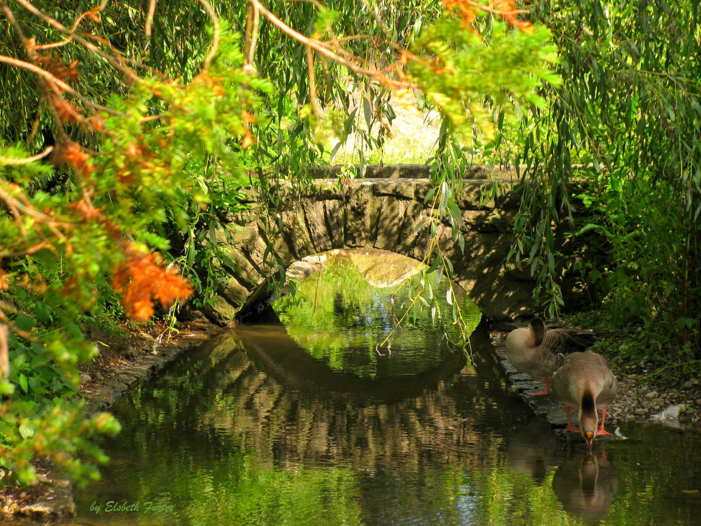 Trottenweiher in Zofingen CH