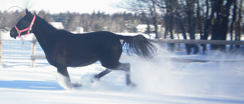 Trotteur Américain Au Galop