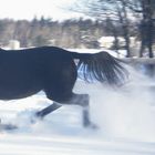 Trotteur Américain Au Galop