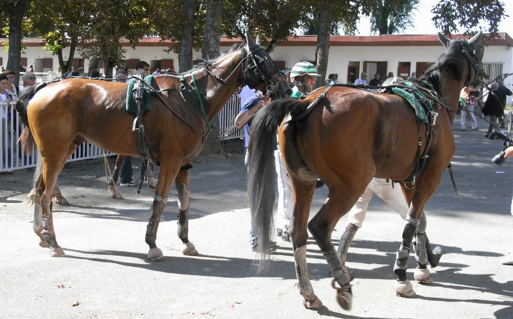 Trotteurs