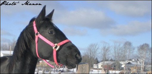 Trotteuse Américaine