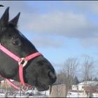 Trotteuse Américaine