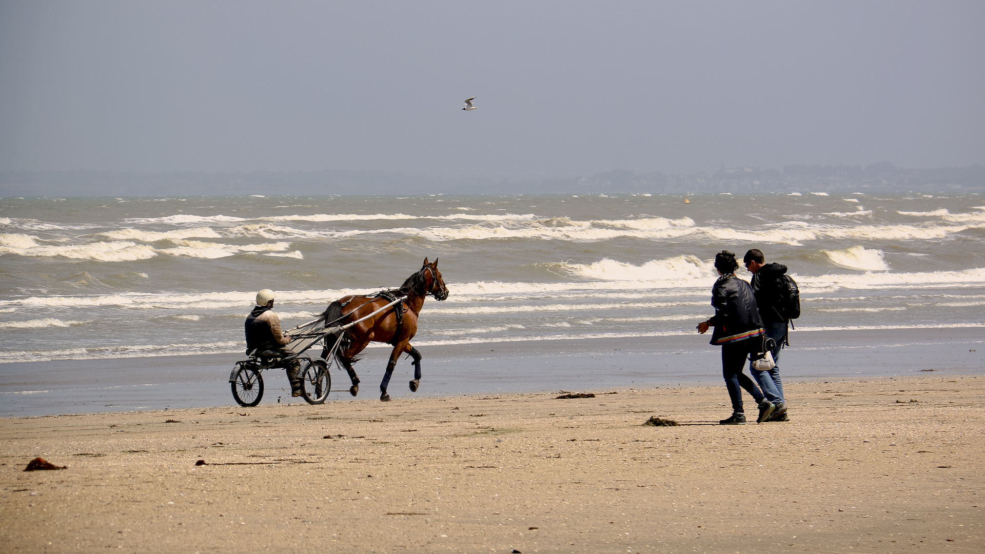 Trotting Horse Training