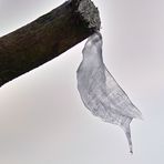 Trotz bitterer Kälte fließt der Baumsaft.