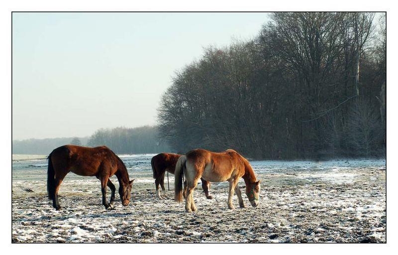 Trotz der Kälte fühlten sich die Pferde wohl