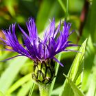 Trotz der kalten Temperaturen ist heute die erste Kornflockenblume aufgeblüht