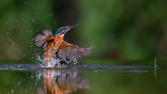 trotz des Misserfolges
