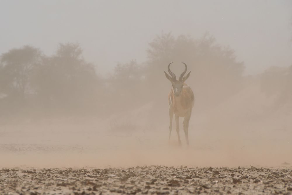 trotz des Sandsturms voll im Blick